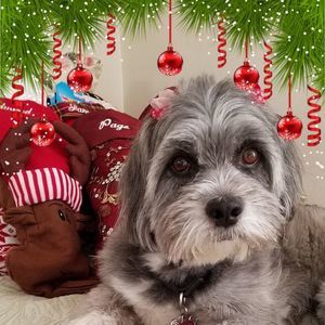 Meet your Posher, Susan